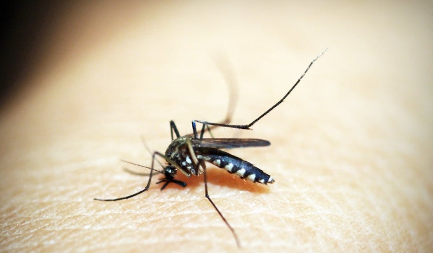  mosquito