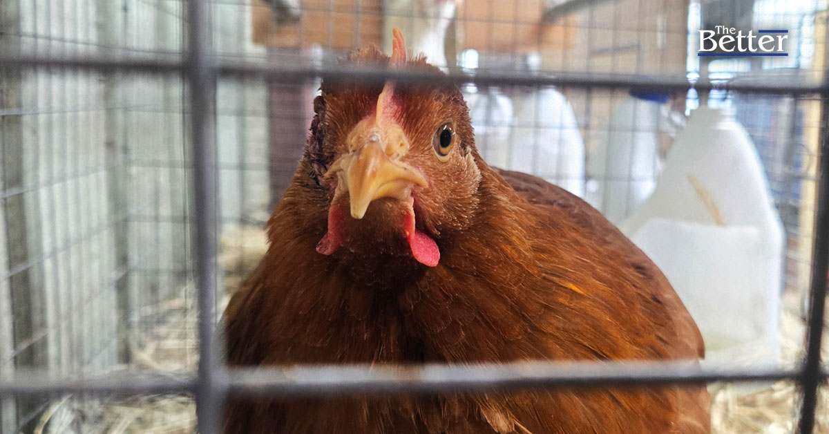 อเมริกันเจอวิกฤติขาดแคลนไข่ จนต้องซื้อไก่ไปเลี้ยงผลิตไข่กินเองที่บ้าน