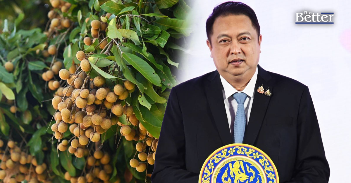 ‘พาณิชย์’เตรียมมาตรการดูแลราคาลำไยช่วยเกษตรกร