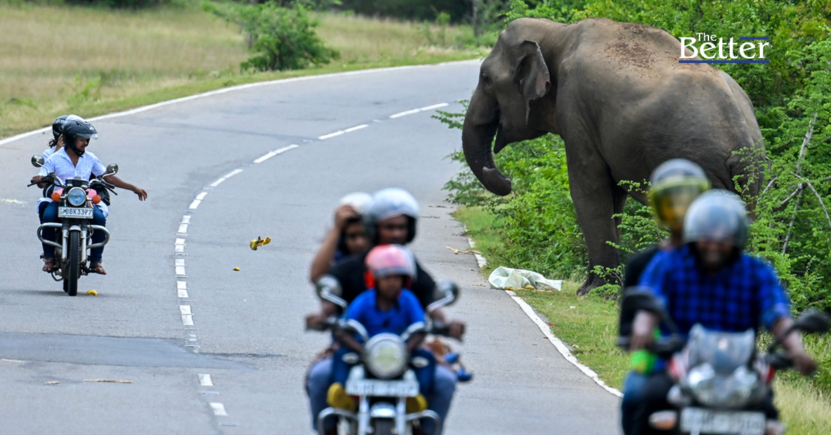 ศรีลังกาพบช้างตายรายวัน เผยปีนี้มีช้างล้มถึง 238 เชือก เพราะขัดแย้งชาวบ้าน